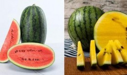 观止吃瓜啥意思,揭秘娱乐圈的幕后故事