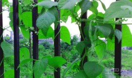 青藤选择吃瓜模式,揭秘吃瓜模式的绿色生活新风尚