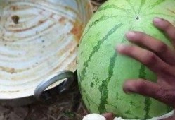 吃烧瓜视频,视频教你轻松制作家常美味