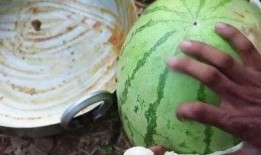 吃烧瓜视频,视频教你轻松制作家常美味