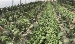 河边拍照吃瓜,拍照吃瓜，记录夏日悠闲时光