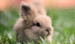 吃瓜兔子精,揭秘神秘仙界的美食传奇