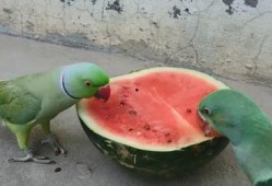 吃海螺吃瓜能不能腹泻,腹泻风险知多少？