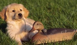 狗貉吃瓜么,揭秘动物界的“吃瓜”现象