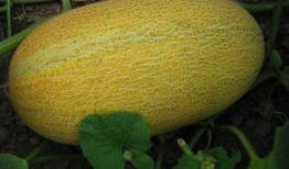 吃哈密瓜应不应该吃籽瓜,食用选择与营养考量