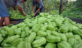 5毛吃瓜,揭秘网络热议背后的真相与笑料