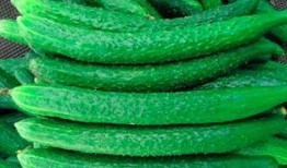 越吃越香的瓜,探寻“越吃越香”的神奇瓜果之谜