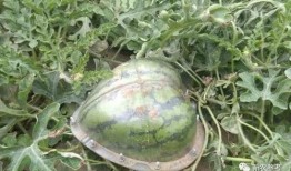 元宝瓜怎么吃,解锁美味新体验