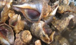 吃海螺吃瓜能不能腹泻,腹泻风险知多少？