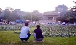 濮阳范县吃瓜事件,一场引发热议的网络狂欢与反思