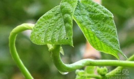 青藤选择吃瓜模式,揭秘吃瓜模式的绿色生活新风尚