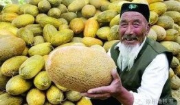 哈密瓜玩着吃