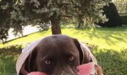 921吃瓜在线,揭秘娱乐圈幕后故事