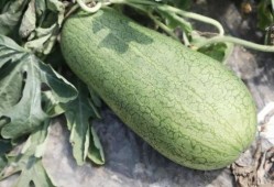 吃瓜像瓜,揭秘吃瓜者的独特趣味