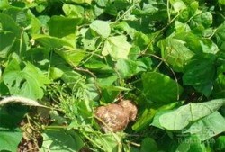 吃大土瓜 咯,探寻民间美食的独特魅力