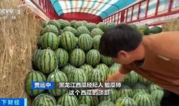 出售吃瓜违法吗,揭秘出售吃瓜的合法性与风险