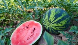 依丽兰吃瓜,揭秘娱乐圈幕后故事