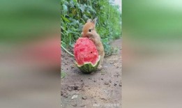 吃瓜兔子精,揭秘神秘仙界的美食传奇