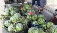 湖州卫校吃瓜事件,校园风波背后的真相与反思