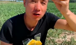 吃瓜真爽,吃瓜真爽，娱乐新闻背后的真相