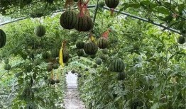 最美吃瓜在线,揭秘网络红人的美食之旅