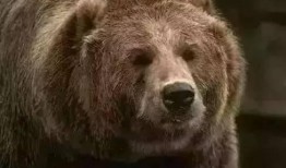 困熊吃瓜,揭秘熊界美食传奇