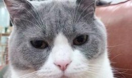 蓝胖子吃瓜视频,揭秘娱乐圈幕后故事