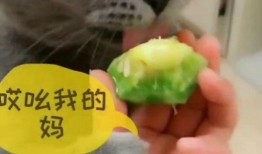 猫咪吃瓜有危险,宠物安全饮食指南