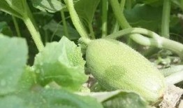 吃瓜能变帅吗,吃瓜也能变帅？揭秘日常饮食中的魅力秘诀