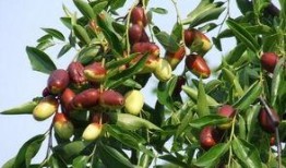 梦到吃瓜吃枣啥意思,吃瓜吃枣背后的寓意与启示