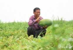 邢台留村吃瓜,夏日炎炎，瓜果飘香，体验乡村田园生活