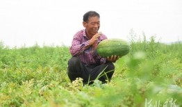 邢台留村吃瓜,夏日炎炎，瓜果飘香，体验乡村田园生活