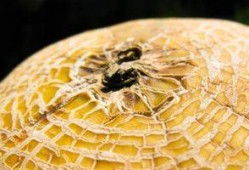 吃瓜群众哈密瓜面包,吃瓜群众的甜蜜新宠