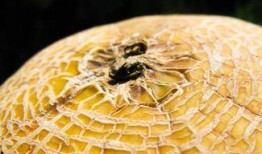 吃瓜群众哈密瓜面包,吃瓜群众的甜蜜新宠