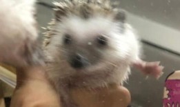 刺猬吃瓜像什么声母,揭秘瓜果间的奇妙声母之谜