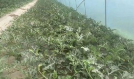 棚底子瓜怎么吃