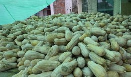 平城桥吃瓜人,见证人间烟火与吃瓜人生