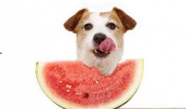 狗瓜怎么吃的,解锁美味新体验