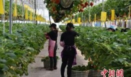 吃瓜芭芭农场,揭秘绿色生态农业的田园生活