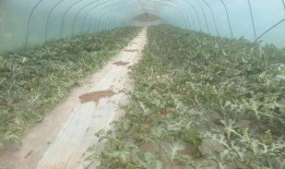 棚底子瓜怎么吃