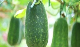 越吃越香的瓜,探寻“越吃越香”的神奇瓜果之谜