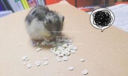 仓鼠吃兰瓜,探寻仓鼠饮食新风尚